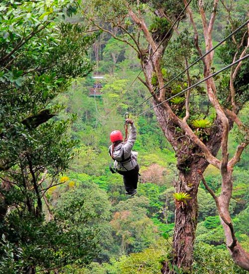 Canopy