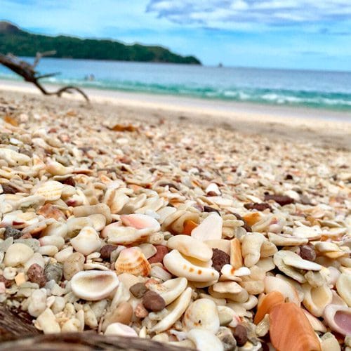 Conchal Beach shellfish